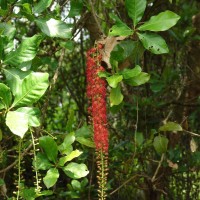 Barringtonia acutangula (L.) Gaertn.